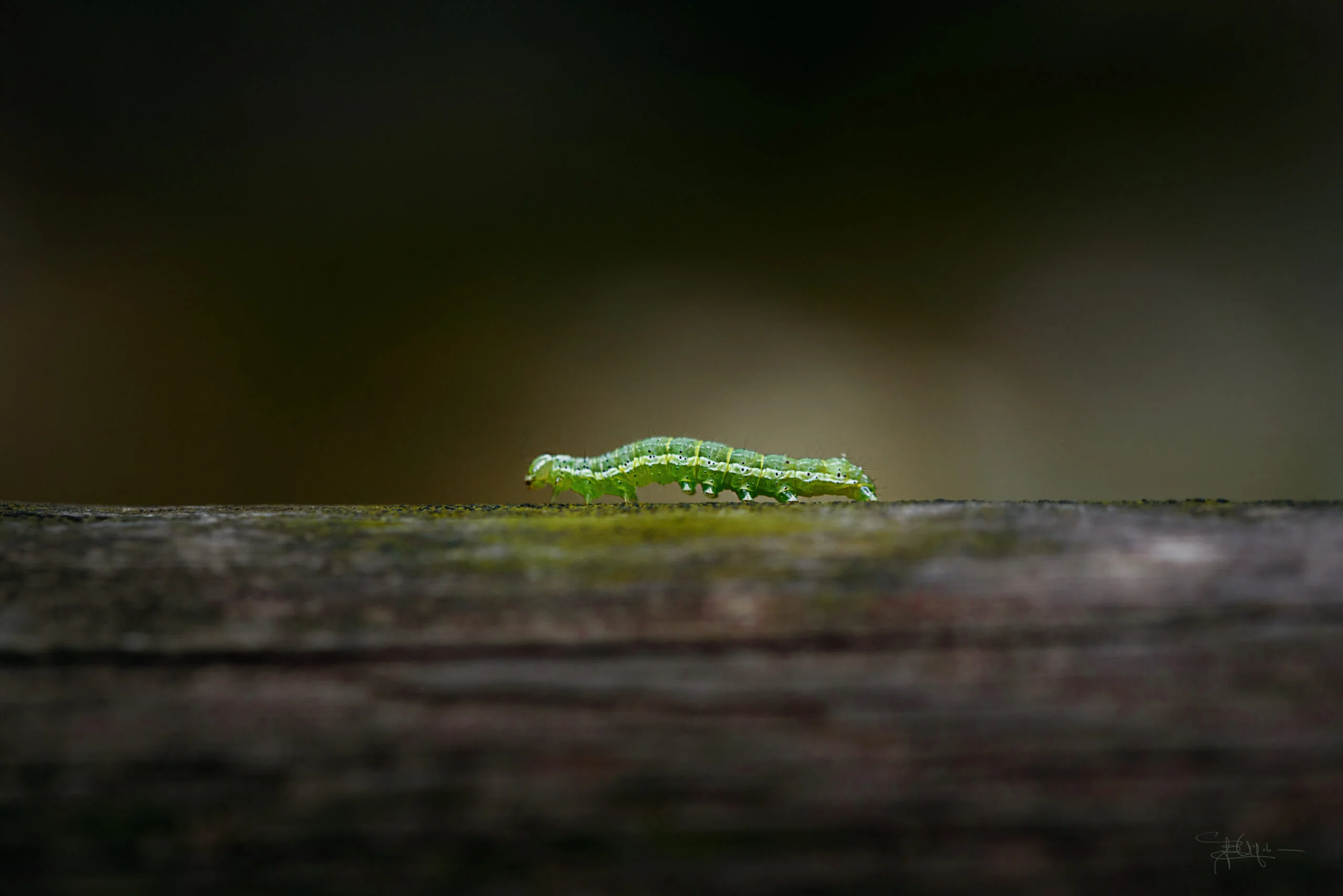 750_6452-scaled-2.jpg
