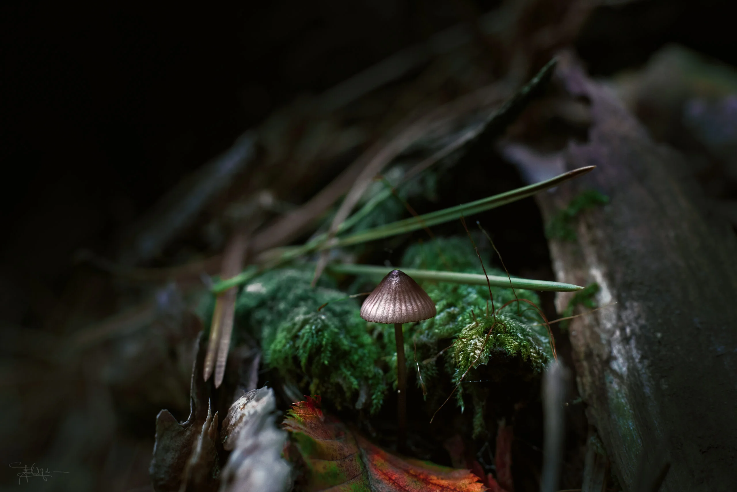 DSC_7904-scaled-2.jpg